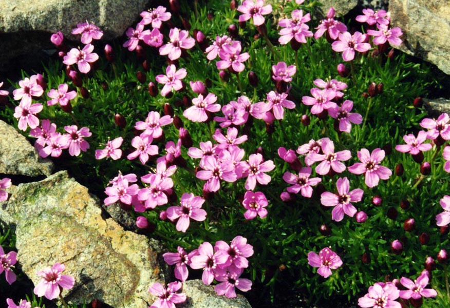 Silene acaulis 7
